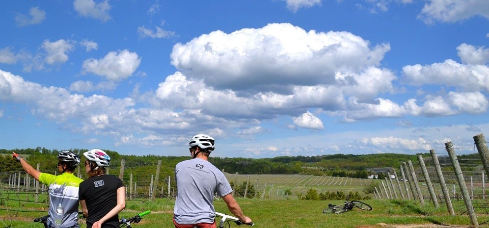 Bikers on vineyard trail
