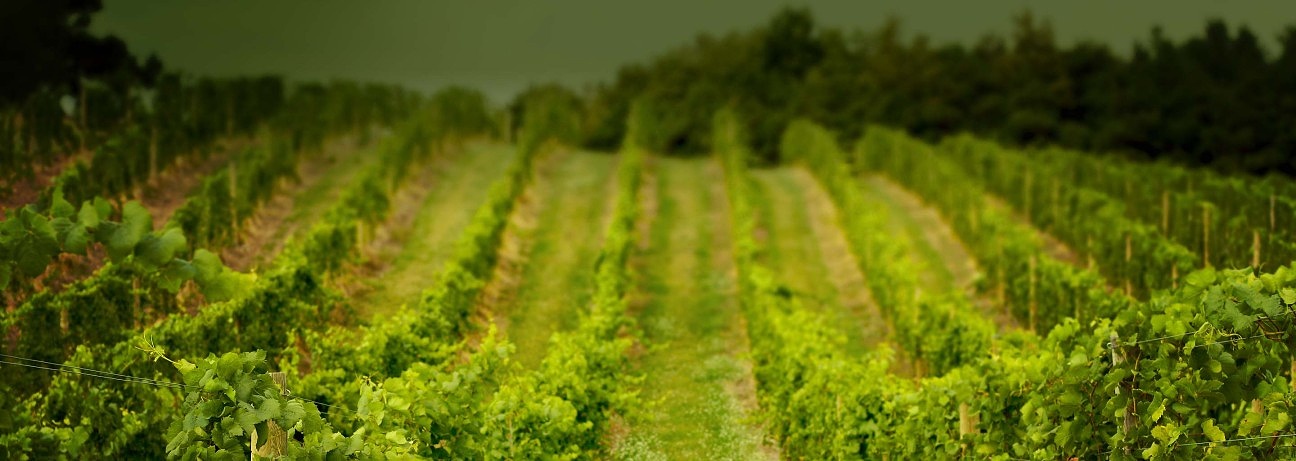 Upper vineyard at 45 North